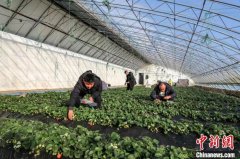 （乡村行·看振兴）山西高平：草莓“甜蜜”上市